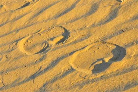 Camel Footprints Photo