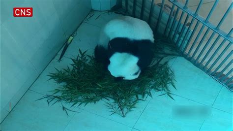 Giant Panda Cub Born In Sw Chinas Sichuan Youtube