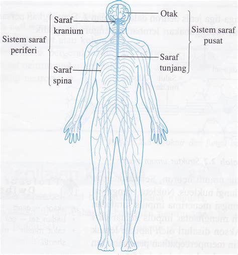 Nota adalah dalam format power point dan pdf. Belajar Sains Bersama Cikgu Shahida: KOORDINASI BADAN ...