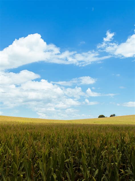 Download 1536x2048 Cropland Agriculture Field Clouds Sky Rural