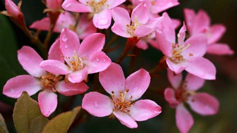 How To Plant And Grow Indian Hawthorn