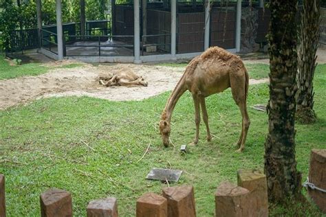 Zoo negara malaysia zoo negara malaysia. Zoo Negara Malaysia ( Malaysia National Zoo) | Tickets ...