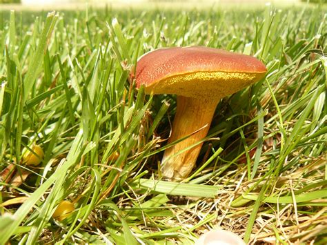Mushroomer: Summer Mushrooms