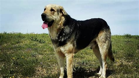 Kurdish Shepherd Dogs Kurdish Dog Breeds Kurdish Dog Pshdar Kurdish