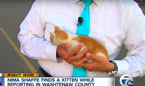 Watch This Kitten Interrupt The News Reporter On Live Television The