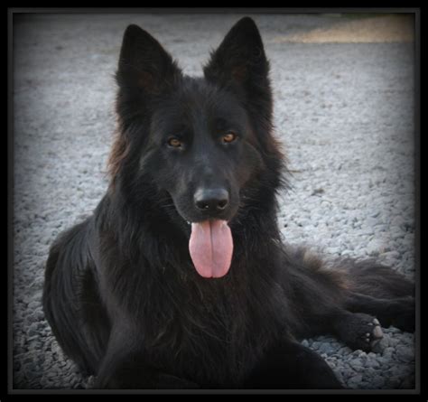 German shepherd puppy for sale: GSD Puppies - MISSTWIZELLS