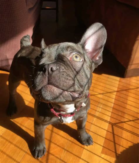 53 French Bulldog Skin Problems Pictures Photo Bleumoonproductions