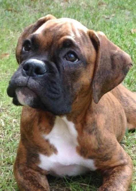 Adorable Brindled Boxer Puppy Boxer Dogs Boxer Puppy Boxer Puppies