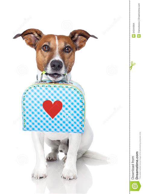 Dog With Bag Stock Photo Image Of Brown Puppy Alone 24344994