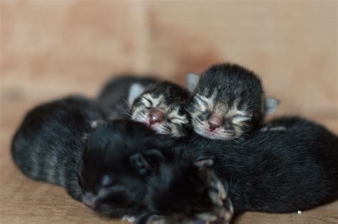 Woman Rescues 5 Kittens 'Left to Die' in Box by Road Side in Scorching