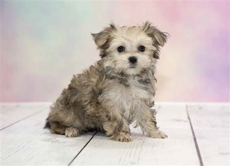 They love playing with their owners and are the perfect addition to a loving family. 18 New Teacup Maltese Puppies For Sale Under 500 | Puppy ...