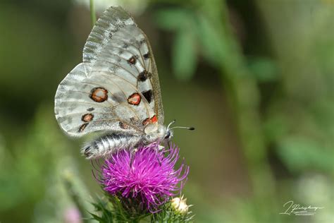 Parnassius Parnassius Apollo Энциклопедия Природы Греции