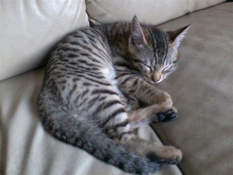 Our bengal kittens and cats for sale can be reserved with a deposit of 400$, the remaining will be asked when the kitten leave our cattery. Pin by Crazy Cat Ladies Unite on Kitties | Grey bengal cat ...