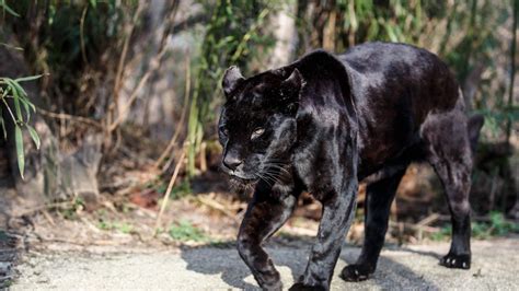Download Wild Animal Black Panther Wallpaper