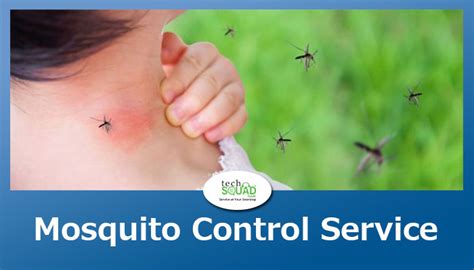5 Things To Do Immediately After Mosquito Pest Control