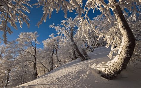 Nature Landscape Winter Forest Snow Mountains Morning White