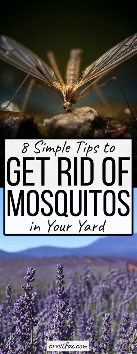 Any puddle of stagnant water within, say 400 yds, can have mosquito larvae. DIY Mosquito Solutions - 8 Tips! | Mosquito repelling ...