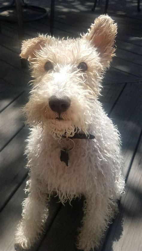 Wirehaired Fox Terrier Beautiful Dogs Wire Fox Terrier