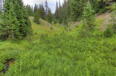 Pine Trees And Grassland At Rocky Mountains National Park Colorado