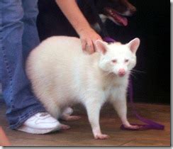 Emotionally mammals are very developed, like us. Rat Dog - UrbanLegendsOnline.com