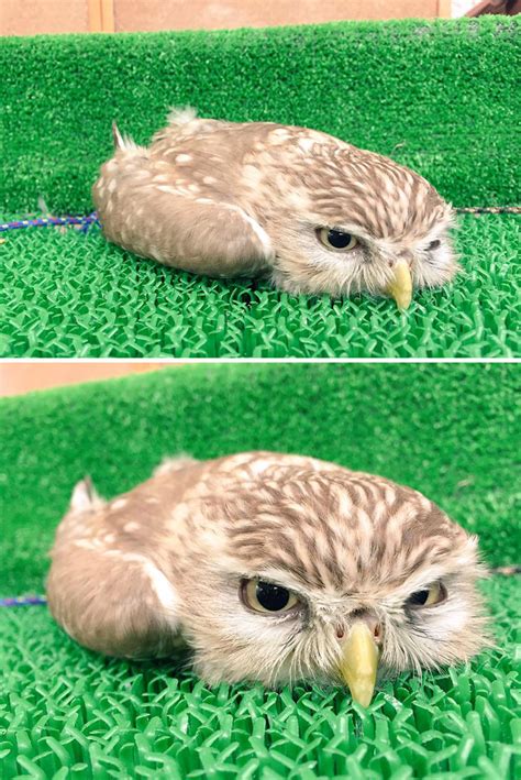 Here Are 20 Pics Of Owls Sleeping Like They Just Got Back