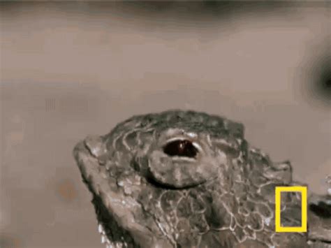 Regal Horned Lizard Using Its Nastiest Defence  On Imgur