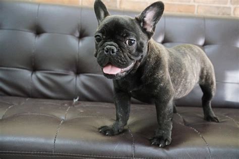 Frenchie_female_3months_05 - Puppy Singapore