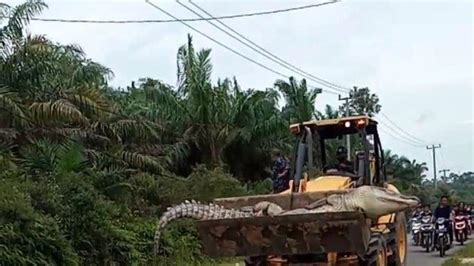 We did not find results for: Buaya Raksasa Berusia 100 Tahun Dianggap Titisan Siluman ...