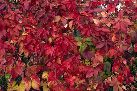 The fall foliage of higan cherry is notable, as well, its narrow leaves turning brilliant shades of orange, red, and yellow. How To Get Red Foliage - Why Foliage Doesn't Turn In ...