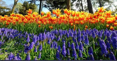 26+ Gambar Pemandangan Bunga Lavender di 2020 ...