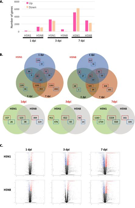 H5n8 is a subtype of the influenza a virus (sometimes called bird flu) and is highly lethal to wild birds and poultry. Global overview of the RNA-seq data of H5N8- and H5N1-infected mice... | Download Scientific Diagram