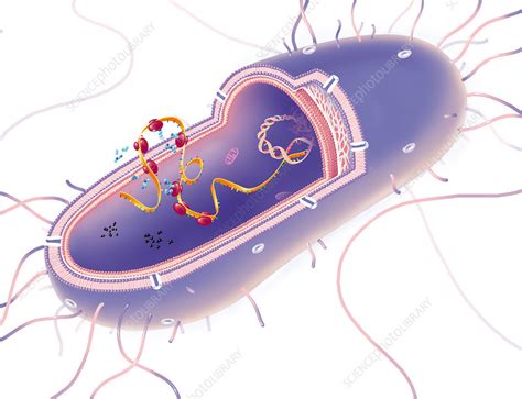 Structure Of A Gram Negative Bacterium Illustration Stock Image