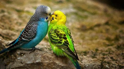 Blue And Green Lovebirds Nature Animals Birds Budgies Hd Wallpaper