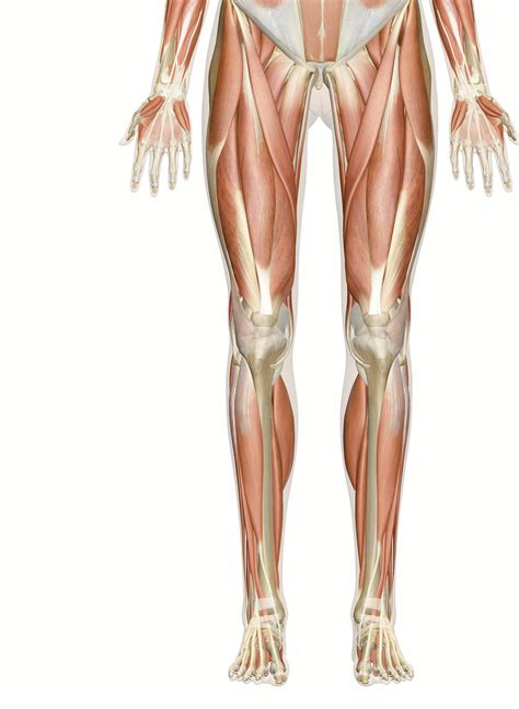 Muscles Of The Leg Laminated Anatomy Chart Leg Muscles Anatomy Head