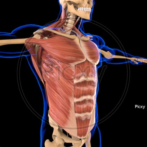 Torso Muscle Anatomy How To Male Torso Anatomy Back By Valentina