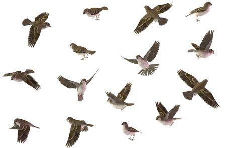 House Sparrow Transparent Image Png Arts