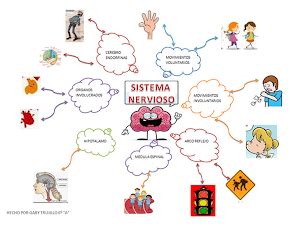 El mapa mental es una herramienta que pueden usar los individuos, las empresas, los docentes y los estudiantes, entre muchos otros profesionales. Resultado de imagen para mapa mental de sistema nervioso ...