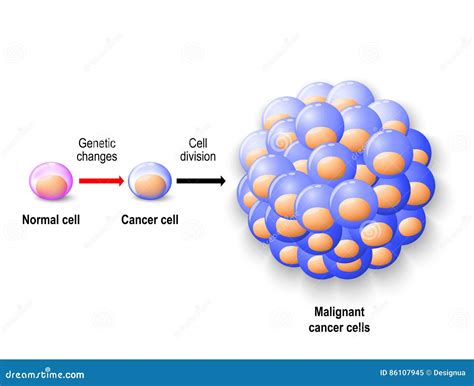 Normal Human Cell Cancer Cell And Malignant Cancer Stock Vector