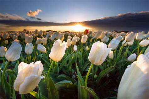 White Tulips Tulips Flowers Holland Sunset Field Hd Wallpaper