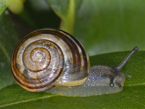 It is one of the most common species of land snail in europe, and has been introduced to north america. Cepaea nemoralis, Brown-lipped Snail