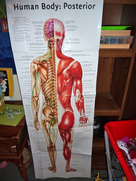 Human Anatomy Muscular System
