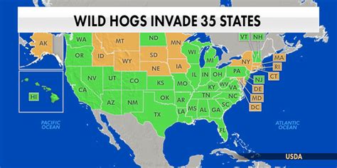 Swine Bomb Warning Agriculture Department Sounds Alarm As Wild Hog