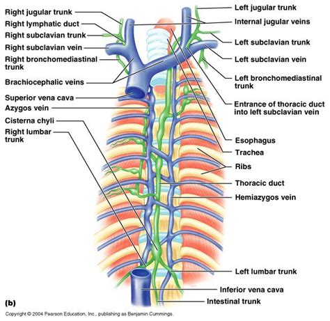Ch20 Gross Anatomy Of The Lymphatic System Thoracic Duct Lymphatic