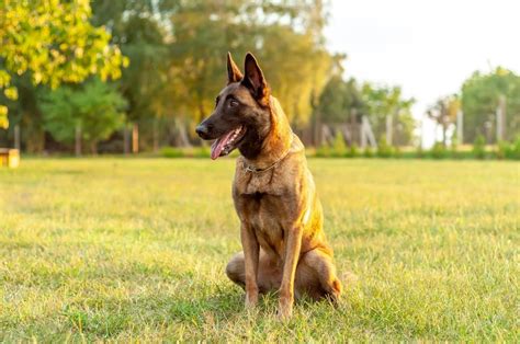 I have owned and adored belgian shepherd dogs since 1991. 10 things you need to know about the Belgian shepherd dog ...