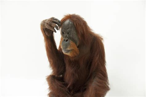 Orangutans National Geographic Sumatran Orangutan Orangutan