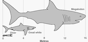 Megalodon - TV Tropes