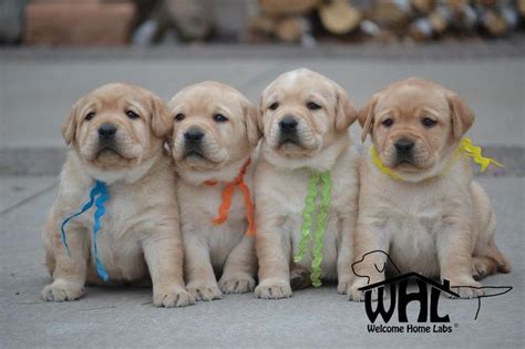 Find the perfect labrador retriever puppy for sale in minnesota, mn at puppyfind.com. Labrador Puppies for Sale MN | Lab Puppies Minneapolis ...