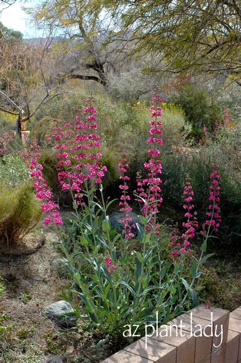 These plants add color to flower beds in early summer, and vertical accents all summer long. 2 Flowering Water-Wise Beauties Ready for Spring ...