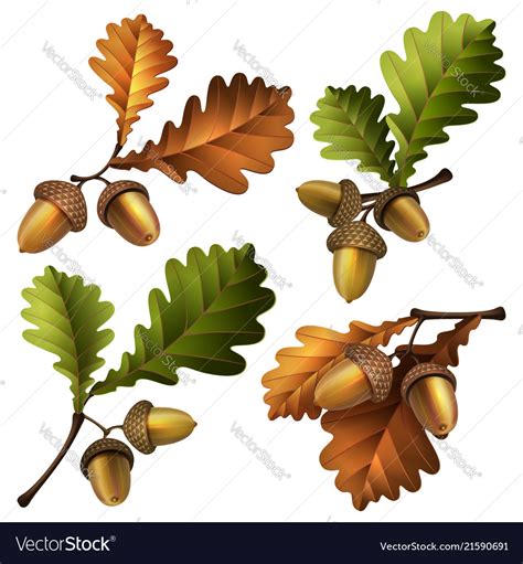 Oak Branch With Acorns And Royalty Free Vector Image Oak Leaf Tattoos