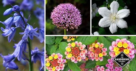 Found as loot in chests. annual plants used in mass display crossword clue | Flower ...